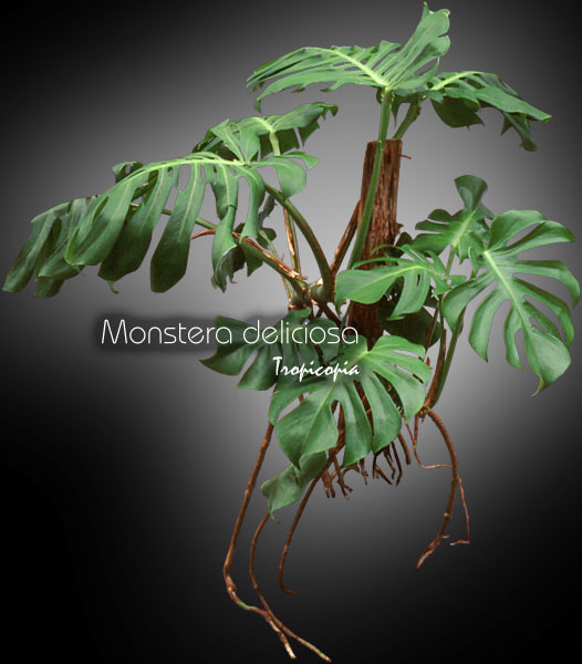 Philodendron - Monstera deliciosa - Philodendron mostera, Oreille d'éléphant - Splitleaf Philodendron,Mexican Breadfruit